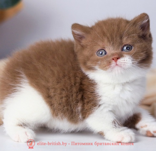 купить британского котенка, купить британца, циннамон биколор британская кошка, кот британский циннамон биколор, британский котенок циннамон биколор , шоколадный ван британец, циннамон биколор британец, британские котята циннамон фото, британцы циннамон фото, циннамон британская кошка, кот британский циннамон арелекин, британский котенок , циннамон арелекин британец, британец, британские котята фото, британцы фото