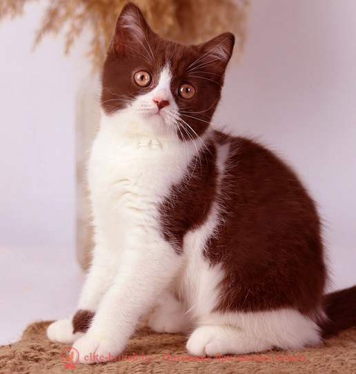 купить британского котенка, купить британца, шоколадные британцы фото, британские кошки шоколадного окраса фото, британские шоколадные котята фото, британские кошки шоколадный окрас, шоколадный британец, британская шоколадная кошка фото, британский шоколадный кот фото, купить британского котенка шоколадного окраса, котенок британец шоколадный? биколор британец, биколор британец, британские котята биколор фото, британцы биколор фото