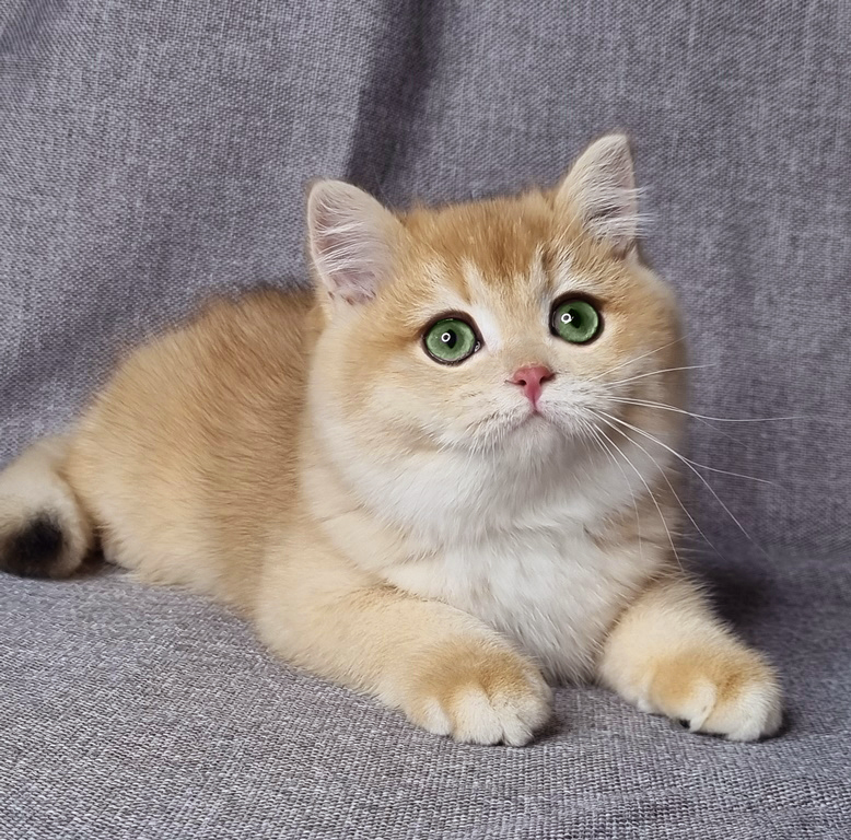 Британский котенок, окрас золотая шиншилла , мальчик Floyd (Флойд), помет от 25.08.2025 золотые британцы фото, золотой британец, британская кошка золотая шиншилла, британский кот шиншилла золотая, золотой тикированный британец, британец золотая шиншилла, британец золотистый, котята британские окрас золотая шиншилла, британская кошка золотая шиншилла фото, британец окрас золотая шиншилла фото, британский золотой котенок, длинношерстная британская золотая кошка, британские котята золотая шиншилла, британский золотистый кот, кот золотой британец , британцы окрас золотой, британцы окрас золотая шиншилла, котята британцы золотая шиншилла