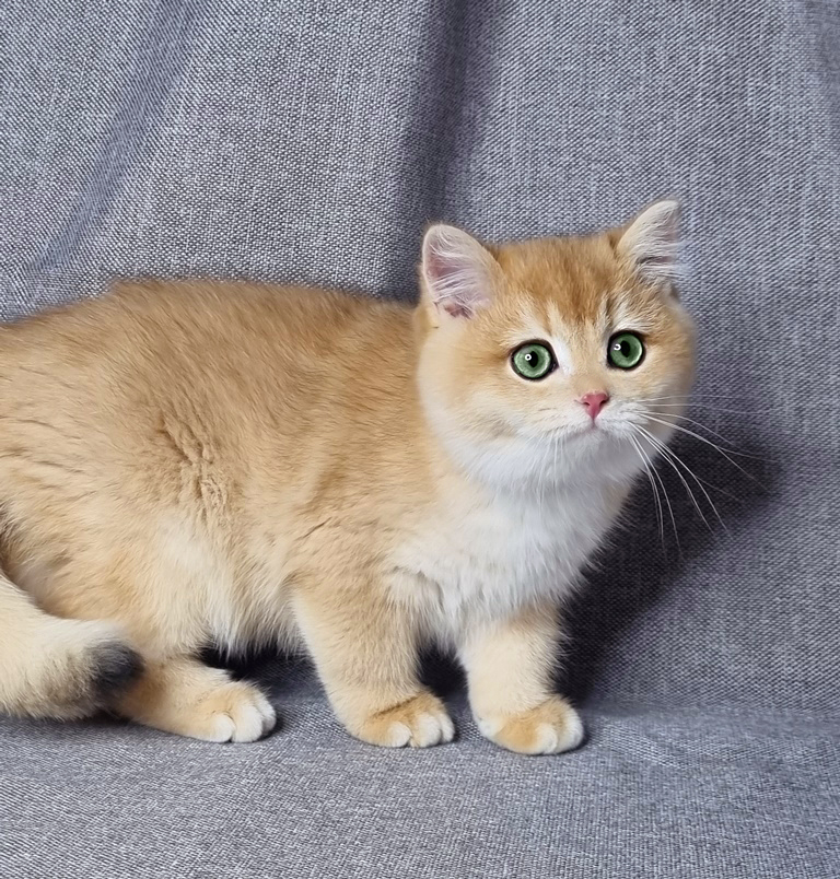 Британский котенок, окрас золотая шиншилла , мальчик Floyd (Флойд), помет от 25.08.2025 золотые британцы фото, золотой британец, британская кошка золотая шиншилла, британский кот шиншилла золотая, золотой тикированный британец, британец золотая шиншилла, британец золотистый, котята британские окрас золотая шиншилла, британская кошка золотая шиншилла фото, британец окрас золотая шиншилла фото, британский золотой котенок, длинношерстная британская золотая кошка, британские котята золотая шиншилла, британский золотистый кот, кот золотой британец , британцы окрас золотой, британцы окрас золотая шиншилла, котята британцы золотая шиншилла