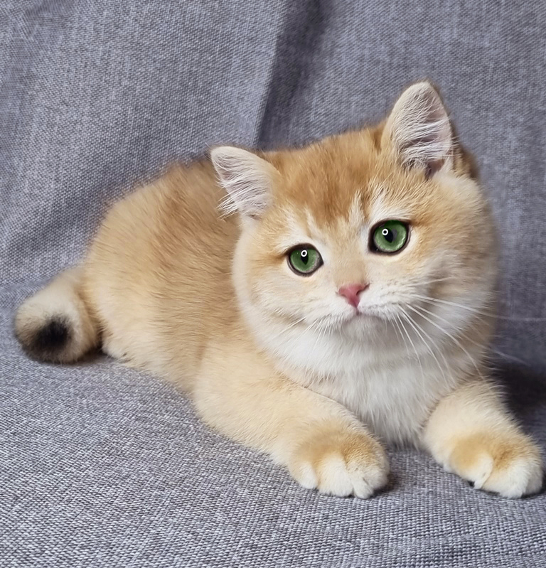 Британский котенок, окрас золотая шиншилла , мальчик Floyd (Флойд), помет от 25.08.2025 золотые британцы фото, золотой британец, британская кошка золотая шиншилла, британский кот шиншилла золотая, золотой тикированный британец, британец золотая шиншилла, британец золотистый, котята британские окрас золотая шиншилла, британская кошка золотая шиншилла фото, британец окрас золотая шиншилла фото, британский золотой котенок, длинношерстная британская золотая кошка, британские котята золотая шиншилла, британский золотистый кот, кот золотой британец , британцы окрас золотой, британцы окрас золотая шиншилла, котята британцы золотая шиншилла