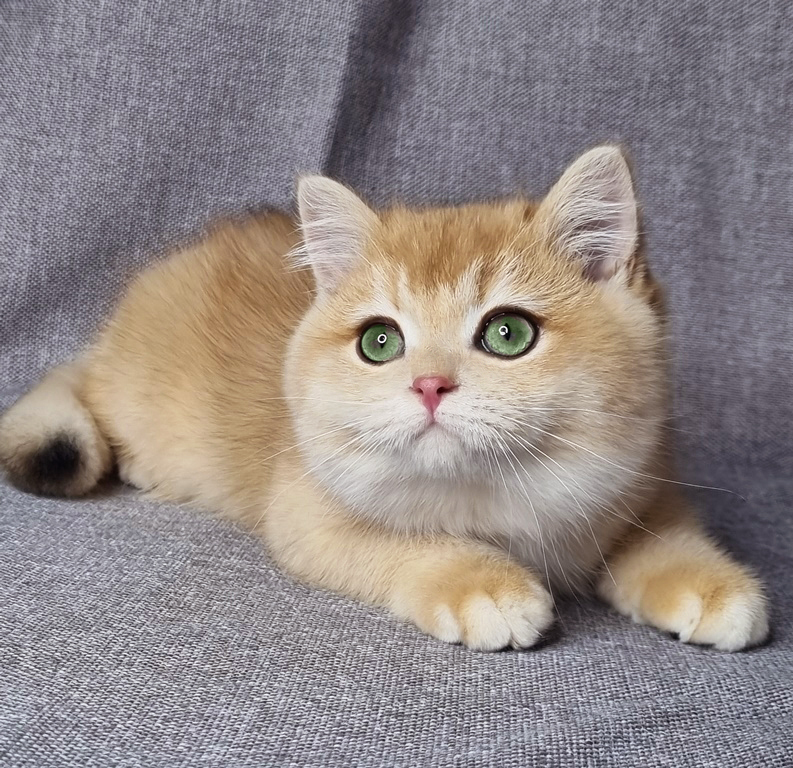 Британский котенок, окрас золотая шиншилла , мальчик Floyd (Флойд), помет от 25.08.2025 золотые британцы фото, золотой британец, британская кошка золотая шиншилла, британский кот шиншилла золотая, золотой тикированный британец, британец золотая шиншилла, британец золотистый, котята британские окрас золотая шиншилла, британская кошка золотая шиншилла фото, британец окрас золотая шиншилла фото, британский золотой котенок, длинношерстная британская золотая кошка, британские котята золотая шиншилла, британский золотистый кот, кот золотой британец , британцы окрас золотой, британцы окрас золотая шиншилла, котята британцы золотая шиншилла