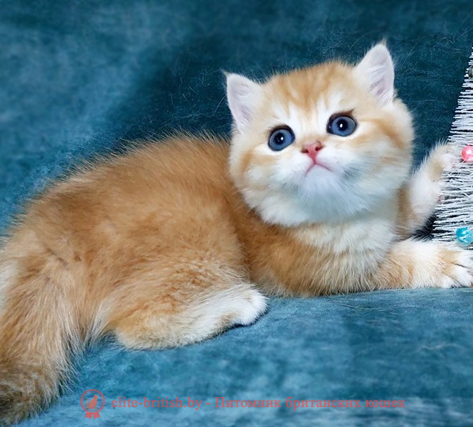 купить британского котенка, купить британца, золотые британцы фото, золотой британец, британская кошка золотая шиншилла, британский кот шиншилла золотая, золотой тикированный британец, британец золотая шиншилла, британец золотистый, котята британские окрас золотая шиншилла, британская кошка золотая шиншилла фото, британец окрас золотая шиншилла фото, британский золотой котенок, длинношерстная британская золотая кошка, британские котята золотая шиншилла, британский золотистый кот, кот золотой британец , британцы окрас золотой, британцы окрас золотая шиншилла, котята британцы золотая шиншилла