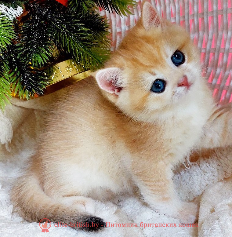 купить британского котенка, купить британца, золотые британцы фото, золотой британец, британская кошка золотая шиншилла, британский кот шиншилла золотая, золотой тикированный британец, британец золотая шиншилла, британец золотистый, котята британские окрас золотая шиншилла, британская кошка золотая шиншилла фото, британец окрас золотая шиншилла фото, британский золотой котенок, длинношерстная британская золотая кошка, британские котята золотая шиншилла, британский золотистый кот, кот золотой британец , британцы окрас золотой, британцы окрас золотая шиншилла, котята британцы золотая шиншилла