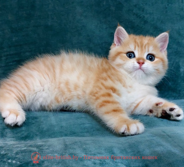 купить британского котенка, купить британца, золотые британцы фото, золотой британец, британская кошка золотая шиншилла, британский кот шиншилла золотая, золотой тикированный британец, британец золотая шиншилла, британец золотистый, котята британские окрас золотая шиншилла, британская кошка золотая шиншилла фото, британец окрас золотая шиншилла фото, британский золотой котенок, длинношерстная британская золотая кошка, британские котята золотая шиншилла, британский золотистый кот, кот золотой британец , британцы окрас золотой, британцы окрас золотая шиншилла, котята британцы золотая шиншилла