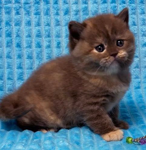 Купить британского котенка шоколадного черепахового окраса в Минске в питомнике купить британского котенка, купить британца, шоколадный черепаховый, шоколадные британцы фото, британские кошки шоколадного окраса фото, британские шоколадные котята фото, британские кошки шоколадный окрас, шоколадный британец, британская шоколадная кошка фото, британский шоколадный кот фото, купить британского котенка шоколадного окраса, котенок британец шоколадный, британские котята черепахового окраса фото, черепаховый окрас британской кошки фото, черепаховый британец, британская черепаховая кошка фото, британцы черепахового окраса фото, кошки британские черепахового окраса, черепаховый британский кот, британские коты черепахового окраса, британская черепаховая кошка, британские черепаховые котята, британские котята черепахового окраса, британцы черепаховый окрас, черепаховые британцы фото