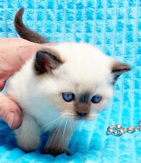 Купить британского котенка пойнт окраса в Минске в питомнике купить британского котенка, купить британца, циннамон британская кошка, кот британский циннамон , британский котенок циннамон , британская кошка фавн, британский кот фавн, британцы фавн, окрас фавн британских кошек, британская кошка фавн, британский кот фавн, британцы фавн, окрас фавн британских кошек, ЦИННАМОН британский короткошерстный котенок цвета корицы, британские котята цвета корицы, британский короткошерстный котенок цвета корицы