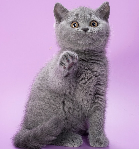 Купить британского котенка голубого мокраса в Минске в питомнике купить британского котенка, купить британца, шоколадные британцы фото, британские кошки купить британского котенка, купить британца, британец голубой фото, голубые британцы фото, британский кошки голубой, британская голубая кошка, британская голубая кошка фото, британской голубой кошки фото, кот британский голубой, коты британские голубые, голубые британские котята фото, британский голубой котенок фото, британский голубой кот фото, фото британского голубого кота, окрас британских котят голубой фото, британские котята голубого окраса фото, британцы коты фото голубые