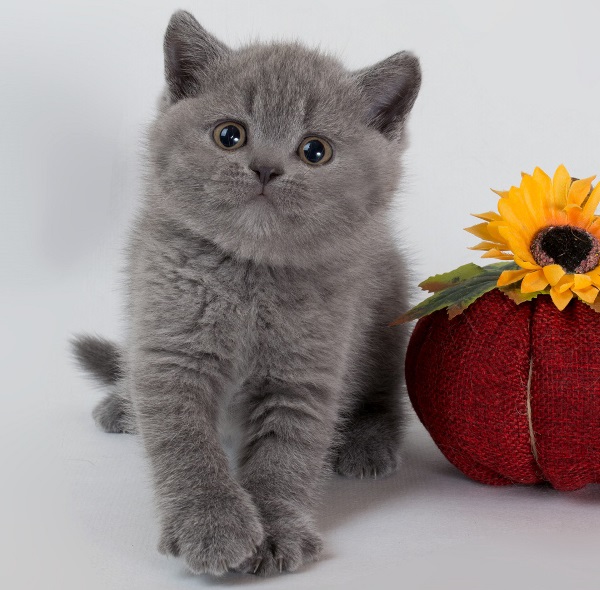 купить британского котенка, купить британца, шоколадные британцы фото, британские кошки купить британского котенка, купить британца, британец голубой фото, голубые британцы фото, британский кошки голубой, британская голубая кошка, британская голубая кошка фото, британской голубой кошки фото, кот британский голубой, коты британские голубые, голубые британские котята фото, британский голубой котенок фото, британский голубой кот фото, фото британского голубого кота, окрас британских котят голубой фото, британские котята голубого окраса фото, британцы коты фото голубые