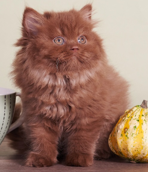 Купить британского котенка циннамон окраса в Минске в питомнике купить британского котенка, купить британца, британский короткошерстный котенок цвета корицы, британские котята цвета корицы, британский короткошерстный котенок цвета корицы, британские котята цвета корицы, циннамон британец, британские кошки циннамон, британский кот циннамон, британские котята циннамон, британцы окраса циннамон, циннамон британец фото