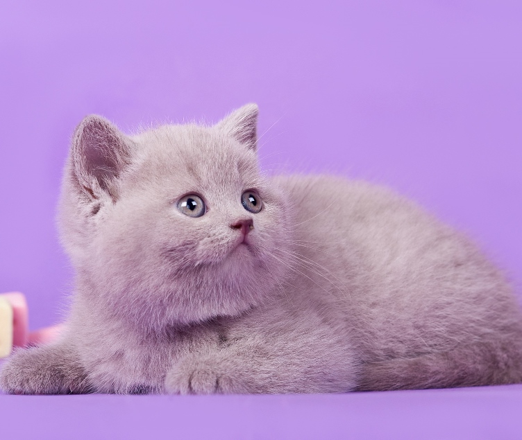 купить британского котенка, купить британца, циннамон британская кошка, кот британский циннамон , британский котенок циннамон , британская кошка фавн, британский кот фавн, британцы фавн, окрас фавн британских кошек, британская кошка фавн, британский кот фавн, британцы фавн, окрас фавн британских кошек, ЦИННАМОН британский короткошерстный котенок цвета корицы, британские котята цвета корицы, британский короткошерстный котенок цвета корицы