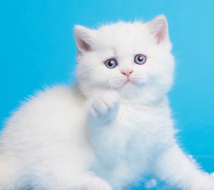 купить британского котенка, купить британца, циннамон британская кошка, кот британский циннамон , британский котенок циннамон , британская кошка фавн, британский кот фавн, британцы фавн, окрас фавн британских кошек, британская кошка фавн, британский кот фавн, британцы фавн, окрас фавн британских кошек, ЦИННАМОН британский короткошерстный котенок цвета корицы, британские котята цвета корицы, британский короткошерстный котенок цвета корицы