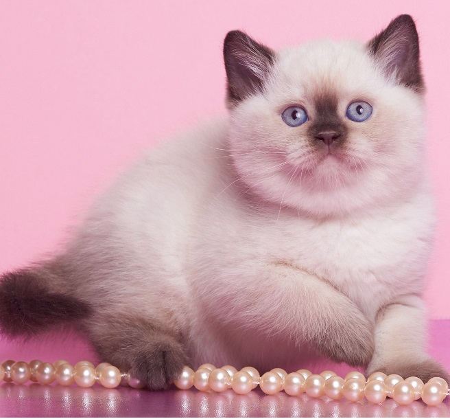 купить британского котенка, купить британца, циннамон британская кошка, кот британский циннамон , британский котенок циннамон , британская кошка фавн, британский кот фавн, британцы фавн, окрас фавн британских кошек, британская кошка фавн, британский кот фавн, британцы фавн, окрас фавн британских кошек, ЦИННАМОН британский короткошерстный котенок цвета корицы, британские котята цвета корицы, британский короткошерстный котенок цвета корицы