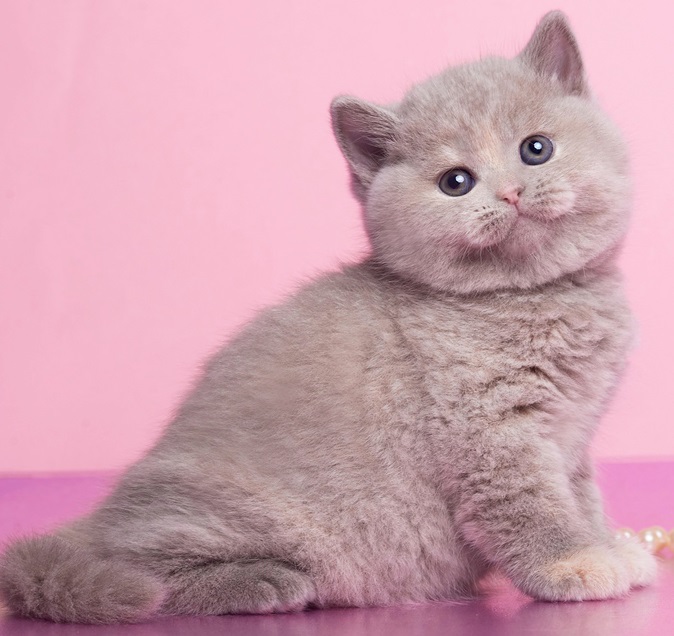 купить британского котенка, купить британца, лиловый британец, британец лиловый фото, фото лиловых британцев, британский лиловый котенок, британские коты лилового окраса фото, фото лиловых британских котят, британские котята фото лиловые, британская кошка фото лиловая, фото лиловой британской кошки, британские котята лилового окраса фото, лиловая британская кошка, британский лиловый кот фото, британские котята лилового окраса, лиловый окрас британских кошек фото, лиловый британский кот, кот британец лиловый фото, лиловый окрас британских кошек, британцы лилового окраса, британец лилового цвета, британец лилового окраса фото, лиловые британцы вислоухие фото, британская короткошерстная кошка лиловая, лиловый цвет британских кошек, британская лиловая кошка характер, британские котята лилового цвета, британские вислоухие котята фото лиловые, котята британцы лиловые фото, британский кот лилового окраса, британский вислоухий кот лиловый, британские котята лиловые купить, британские лиловые котята цена, купить лилового британца, лиловые британцы котята, британцы коты лиловые, британские котята черепахового окраса фото, черепаховый окрас британской кошки фото, черепаховый британец, британская черепаховая кошка фото, британцы черепахового окраса фото, кошки британские черепахового окраса, черепаховый британский кот, британские коты черепахового окраса, британская черепаховая кошка