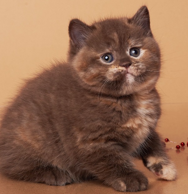 купить британского котенка, купить британца, шоколадный черепаховый, шоколадные британцы фото, британские кошки шоколадного окраса фото, британские шоколадные котята фото, британские кошки шоколадный окрас, шоколадный британец, британская шоколадная кошка фото, британский шоколадный кот фото, купить британского котенка шоколадного окраса, котенок британец шоколадный, британские котята черепахового окраса фото, черепаховый окрас британской кошки фото, черепаховый британец, британская черепаховая кошка фото, британцы черепахового окраса фото, кошки британские черепахового окраса, черепаховый британский кот, британские коты черепахового окраса, британская черепаховая кошка, британские черепаховые котята, британские котята черепахового окраса, британцы черепаховый окрас, черепаховые британцы фото