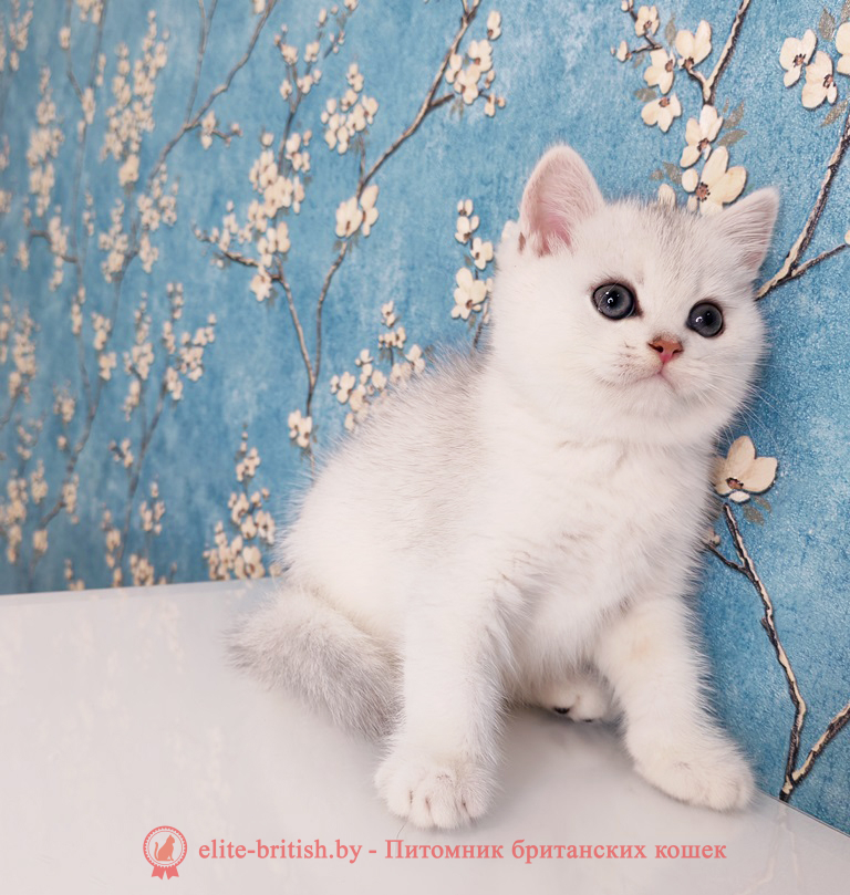 Британский котенок окраса серебристая шиншилла, мальчик, помет от 28.10.2025 британский кот серебристый, серебристый британец фото, серебристые британцы, британские серебристые котята, затушеванный британец, серебристый затушеванный британец, кошки британские серебристые, британская короткошерстная окраса серебро, британцы серебристая шиншилла, котята британские серебристые шиншиллы, британский кот серебристая шиншилла, британские кошки серебристая шиншилла, британская окрас серебристая шиншилла, затушеванный британец, серебристый затушеванный британец, кошки британские серебристые, британская короткошерстная окраса серебро, британская кошка тикированная, тикированный британец, британские котята черепахового окраса фото, черепаховый окрас британской кошки фото, черепаховый британец, британская черепаховая кошка фото, британцы черепахового окраса фото, кошки британские черепахового окраса, черепаховый британский кот, британские коты черепахового окраса, британская черепаховая кошка, британские черепаховые котята, британские котята черепахового окраса