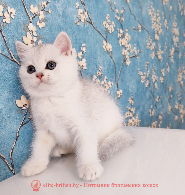 Британский котенок окраса серебристая шиншилла, мальчик, помет от 28.10.2025 британский кот серебристый, серебристый британец фото, серебристые британцы, британские серебристые котята, затушеванный британец, серебристый затушеванный британец, кошки британские серебристые, британская короткошерстная окраса серебро, британцы серебристая шиншилла, котята британские серебристые шиншиллы, британский кот серебристая шиншилла, британские кошки серебристая шиншилла, британская окрас серебристая шиншилла, затушеванный британец, серебристый затушеванный британец, кошки британские серебристые, британская короткошерстная окраса серебро, британская кошка тикированная, тикированный британец, британские котята черепахового окраса фото, черепаховый окрас британской кошки фото, черепаховый британец, британская черепаховая кошка фото, британцы черепахового окраса фото, кошки британские черепахового окраса, черепаховый британский кот, британские коты черепахового окраса, британская черепаховая кошка, британские черепаховые котята, британские котята черепахового окраса