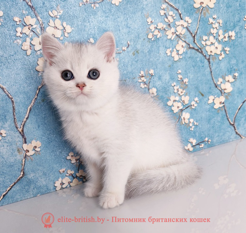 Британский котенок окраса серебристая шиншилла, мальчик, помет от 28.10.2025 британский кот серебристый, серебристый британец фото, серебристые британцы, британские серебристые котята, затушеванный британец, серебристый затушеванный британец, кошки британские серебристые, британская короткошерстная окраса серебро, британцы серебристая шиншилла, котята британские серебристые шиншиллы, британский кот серебристая шиншилла, британские кошки серебристая шиншилла, британская окрас серебристая шиншилла, затушеванный британец, серебристый затушеванный британец, кошки британские серебристые, британская короткошерстная окраса серебро, британская кошка тикированная, тикированный британец, британские котята черепахового окраса фото, черепаховый окрас британской кошки фото, черепаховый британец, британская черепаховая кошка фото, британцы черепахового окраса фото, кошки британские черепахового окраса, черепаховый британский кот, британские коты черепахового окраса, британская черепаховая кошка, британские черепаховые котята, британские котята черепахового окраса