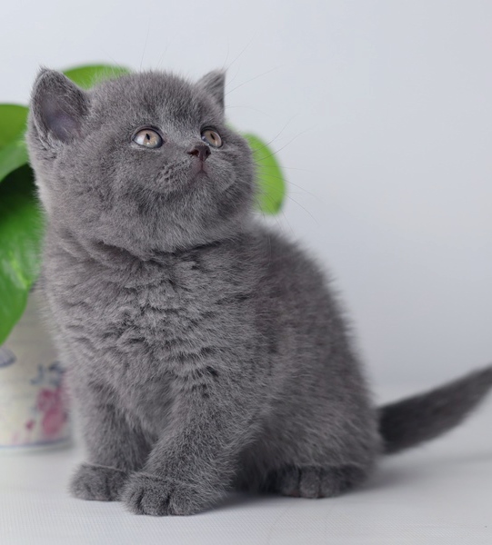 Купить британского котенка лиловый биколор окраса в Минске в питомнике купить британского котенка, купить британца, лиловый биколор британская кошка, кот британский лиловый с белым, британский котенок циннамон , британская кошка фавн, британский кот лиловый , британцы лиловый , окрас лиловый британских кошек, британская кошка лиловый , британский кот лиловый , британцы лиловый , окрас фавн британских кошек, ЦИННАМОН британский короткошерстный котенок цвета корицы, британские котята цвета корицы, британский короткошерстный котенок цвета корицы