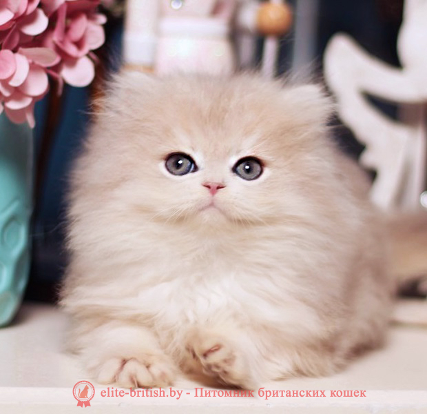 купить британского котенка, купить британца, золотой британский кот, золотые британцы фото, золотой британец, британская кошка золотая шиншилла,  британский кот шиншилла золотая, британский котенок голубое золото, британец голубой золотой, купить британского котенка, купить британца, золотой британский кот, золотые британцы фото, золотой британец, британская кошка золотая шиншилла, британский кот шиншилла золотая, золотой тикированный британец, британец золотая шиншилла, британец золотистый, котята британские окрас золотая шиншилла, британская кошка золотая шиншилла фото, британец окрас золотая шиншилла фото, британский золотой котенок, британская золотая кошка, британские котята золотая шиншилла, британский золотистый кот, кот золотой британец, британцы окрас золотой, британцы окрас золотая шиншилла, котята британцы золотая шиншилла, золотистые британские котята, британские котята золотого окраса, британцы золотая шиншилла фото, золотой окрас британских кошек, британцы золотого окраса, британские котята золотого окраса, британец окрас золотая шиншилла, британские котята окраса золотая шиншилла, питомник британских кошек золотых окрасов, британец окрас золотая шиншилла фото, затушеванный британец, серебристый затушеванный британец, кошки британские серебристые, британская короткошерстная окраса серебро, золотой тикированный британец, британская кошка тикированная, тикированный британец
