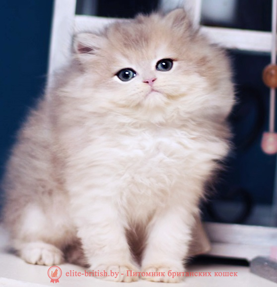 купить британского котенка, купить британца, золотой британский кот, золотые британцы фото, золотой британец, британская кошка золотая шиншилла,  британский кот шиншилла золотая, британский котенок голубое золото, британец голубой золотой, купить британского котенка, купить британца, золотой британский кот, золотые британцы фото, золотой британец, британская кошка золотая шиншилла, британский кот шиншилла золотая, золотой тикированный британец, британец золотая шиншилла, британец золотистый, котята британские окрас золотая шиншилла, британская кошка золотая шиншилла фото, британец окрас золотая шиншилла фото, британский золотой котенок, британская золотая кошка, британские котята золотая шиншилла, британский золотистый кот, кот золотой британец, британцы окрас золотой, британцы окрас золотая шиншилла, котята британцы золотая шиншилла, золотистые британские котята, британские котята золотого окраса, британцы золотая шиншилла фото, золотой окрас британских кошек, британцы золотого окраса, британские котята золотого окраса, британец окрас золотая шиншилла, британские котята окраса золотая шиншилла, питомник британских кошек золотых окрасов, британец окрас золотая шиншилла фото, затушеванный британец, серебристый затушеванный британец, кошки британские серебристые, британская короткошерстная окраса серебро, золотой тикированный британец, британская кошка тикированная, тикированный британец
