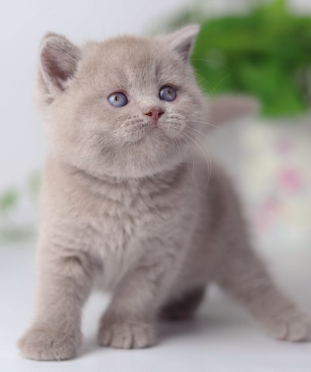 Купить британского котенка лиловый биколор окраса в Минске в питомнике купить британского котенка, купить британца, лиловый биколор британская кошка, кот британский лиловый с белым, британский котенок циннамон , британская кошка фавн, британский кот лиловый , британцы лиловый , окрас лиловый британских кошек, британская кошка лиловый , британский кот лиловый , британцы лиловый , окрас фавн британских кошек, ЦИННАМОН британский короткошерстный котенок цвета корицы, британские котята цвета корицы, британский короткошерстный котенок цвета корицы