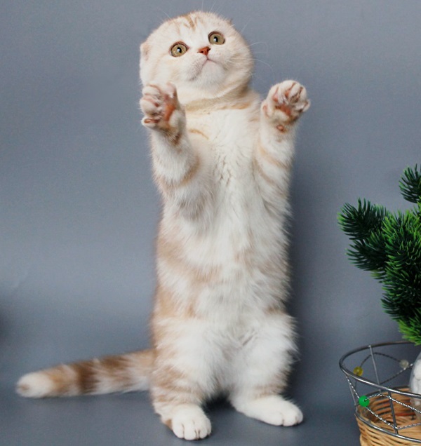 Купить шотландского вислоухого котенка циннамон мраморного окраса в Минске в питомнике купить вислоухого котенка, купить скоттиш фолд, шоколадные вислоухие, шотландские фото, шотландские вислоухие кошки циннамон окраса фото, вислоухий циннамон кот мраморный, мраморный циннамон вислоухий шотландский, мраморный окрас шотландских котят циннамон, вислоухий шотландский кот циннамон мраморного окраса, мраморный окрас шотландской кошки, вислоухий циннамон шотландский мраморного окраса, котята шотландцы мраморный окрас, мраморный окрас скоттиш фолд котят, вислоухий мраморный фолд