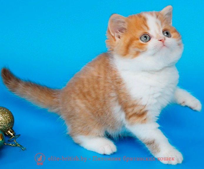 купить вислоухого котенка, купить скоттиш фолд,циннамон табби биколор британская кошка, кот британский циннамон пятнистый  биколор, британский котенок циннамон биколор , шоколадный ван британец, циннамон биколор британец, британские котята циннамон фото, британцы циннамон фото, циннамон британская кошка, кот британский циннамон арелекин, британский котенок , циннамон арелекин британец, британец, британские котята фото, британцы фото