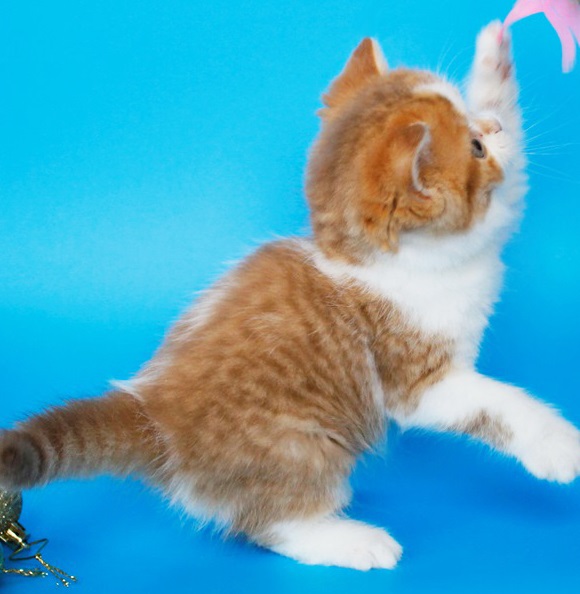 Купить шотландского вислоухого котенка циннамон мраморного окраса в Минске в питомнике купить вислоухого котенка, купить скоттиш фолд,циннамон табби биколор британская кошка, кот британский циннамон пятнистый биколор, британский котенок циннамон биколор , шоколадный ван британец, циннамон биколор британец, британские котята циннамон фото, британцы циннамон фото, циннамон британская кошка, кот британский циннамон арелекин, британский котенок , циннамон арелекин британец, британец, британские котята фото, британцы фото