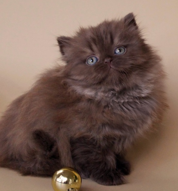 Купить шотландского вислоухого котенка шоколадного окраса в Минске в питомнике купить вислоухого котенка, купить скоттиш страйт ,шоколадный длинношерстный, шоколадные британцы фото, британские кошки шоколадного окраса фото, британские шоколадные котята фото, британские кошки шоколадный окрас, шоколадный британец, британская шоколадная кошка фото, британский шоколадный кот фото, купить британского котенка шоколадного окраса, котенок британец шоколадный