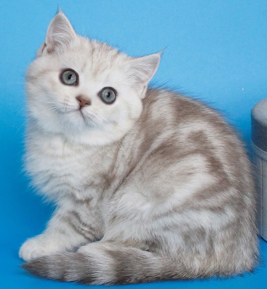 Купить британского котенка черный мрамор на серебре окраса в Минске в питомнике купить британского котенка, купить британца, британский кот мраморный, мраморный британец, мраморный окрас британских котят, британский кот мраморного окраса, мраморный окрас британской кошки, британец мраморного окраса, котята британцы мраморный окрас, мраморный окрас британских котят, серебристый мраморный британец, британская мраморная кошка характер, британский кот мраморного окраса, британец голубой мрамор, британец черный мрамор на серебре, красный мраморный британец, британская мраморная кошка, мраморный окрас британской кошки, британские кошки черный мрамор, мраморная британская короткошерстная кошка, британские кошки мрамор на серебре, британский кот черный мрамор