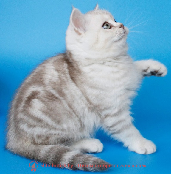 купить британского котенка, купить британца, британский кот мраморный, мраморный британец, мраморный окрас британских котят, британский кот мраморного окраса, мраморный окрас британской кошки, британец мраморного окраса, котята британцы мраморный окрас, мраморный окрас британских котят, серебристый мраморный британец, британская мраморная кошка характер, британский кот мраморного окраса, британец голубой мрамор, британец черный мрамор на серебре, красный мраморный британец, британская мраморная кошка, мраморный окрас британской кошки, британские кошки черный мрамор, мраморная британская короткошерстная кошка, британские кошки мрамор на серебре, британский кот черный мрамор