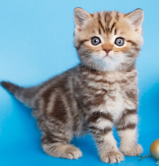 купить британского котенка, купить британца, британский кот мраморный, мраморный британец, мраморный окрас британских котят, британский кот мраморного окраса, мраморный окрас британской кошки, британец мраморного окраса, котята британцы мраморный окрас, мраморный окрас британских котят, серебристый мраморный британец, британская мраморная кошка характер, британский кот мраморного окраса, британец голубой мрамор, британец черный мрамор на серебре, красный мраморный британец, британская мраморная кошка, мраморный окрас британской кошки, британские кошки черный мрамор, мраморная британская короткошерстная кошка, британские кошки мрамор на серебре, британский кот черный мрамор