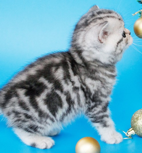 купить британского котенка, купить британца, британский кот мраморный, мраморный британец, мраморный окрас британских котят, британский кот мраморного окраса, мраморный окрас британской кошки, британец мраморного окраса, котята британцы мраморный окрас, мраморный окрас британских котят, серебристый мраморный британец, британская мраморная кошка характер, британский кот мраморного окраса, британец голубой мрамор, британец черный мрамор на серебре, красный мраморный британец, британская мраморная кошка, мраморный окрас британской кошки, британские кошки черный мрамор, мраморная британская короткошерстная кошка, британские кошки мрамор на серебре, британский кот черный мрамор