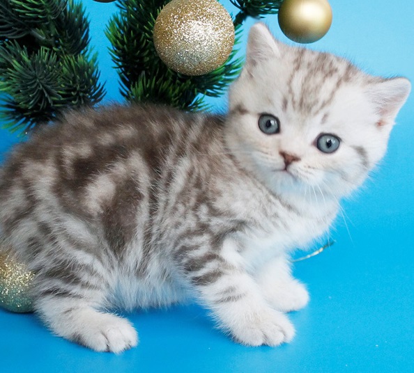 купить британского котенка, купить британца, британский кот мраморный, мраморный британец, мраморный окрас британских котят, британский кот мраморного окраса, мраморный окрас британской кошки, британец мраморного окраса, котята британцы мраморный окрас, мраморный окрас британских котят, серебристый мраморный британец, британская мраморная кошка характер, британский кот мраморного окраса, британец голубой мрамор, британец черный мрамор на серебре, красный мраморный британец, британская мраморная кошка, мраморный окрас британской кошки, британские кошки черный мрамор, мраморная британская короткошерстная кошка, британские кошки мрамор на серебре, британский кот черный мрамор