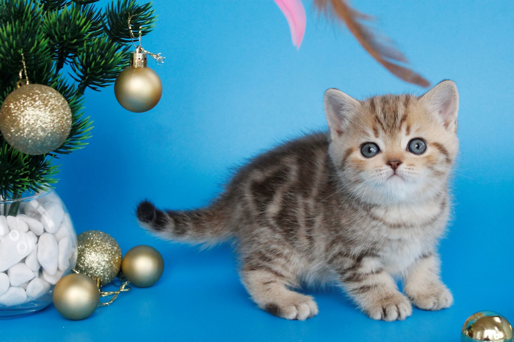 Британский котенок, шоколадный мраморный окрас, девочка, помет от 4.11.2025 шоколадный мраморный британский котенок. британские котята табби, британские кошки табби, короткошерстная британская кошка серебристый табби, табби британец, британцы серебристый табби, британские коты табби, британский кот мраморный, мраморный британец, мраморный окрас британских котят, британский кот мраморного окраса, мраморный окрас британской кошки, британец мраморного окраса, котята британцы мраморный окрас, мраморный окрас британских котят, черный мраморный британец, британская мраморная кошка характер, британский кот мраморного окраса, британец черный мрамор