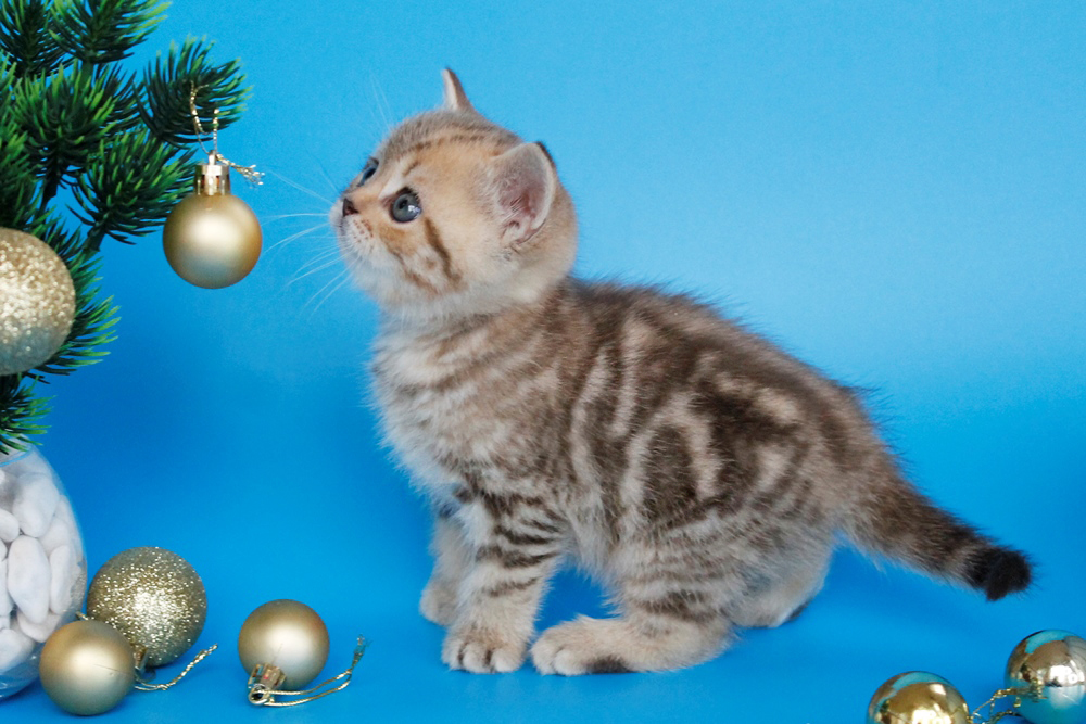 Британский котенок, шоколадный мраморный окрас, девочка, помет от 4.11.2025 шоколадный мраморный британский котенок. британские котята табби, британские кошки табби, короткошерстная британская кошка серебристый табби, табби британец, британцы серебристый табби, британские коты табби, британский кот мраморный, мраморный британец, мраморный окрас британских котят, британский кот мраморного окраса, мраморный окрас британской кошки, британец мраморного окраса, котята британцы мраморный окрас, мраморный окрас британских котят, черный мраморный британец, британская мраморная кошка характер, британский кот мраморного окраса, британец черный мрамор