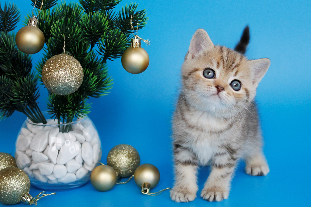 Британский котенок, шоколадный мраморный окрас, девочка, помет от 4.11.2025 шоколадный мраморный британский котенок. британские котята табби, британские кошки табби, короткошерстная британская кошка серебристый табби, табби британец, британцы серебристый табби, британские коты табби, британский кот мраморный, мраморный британец, мраморный окрас британских котят, британский кот мраморного окраса, мраморный окрас британской кошки, британец мраморного окраса, котята британцы мраморный окрас, мраморный окрас британских котят, черный мраморный британец, британская мраморная кошка характер, британский кот мраморного окраса, британец черный мрамор