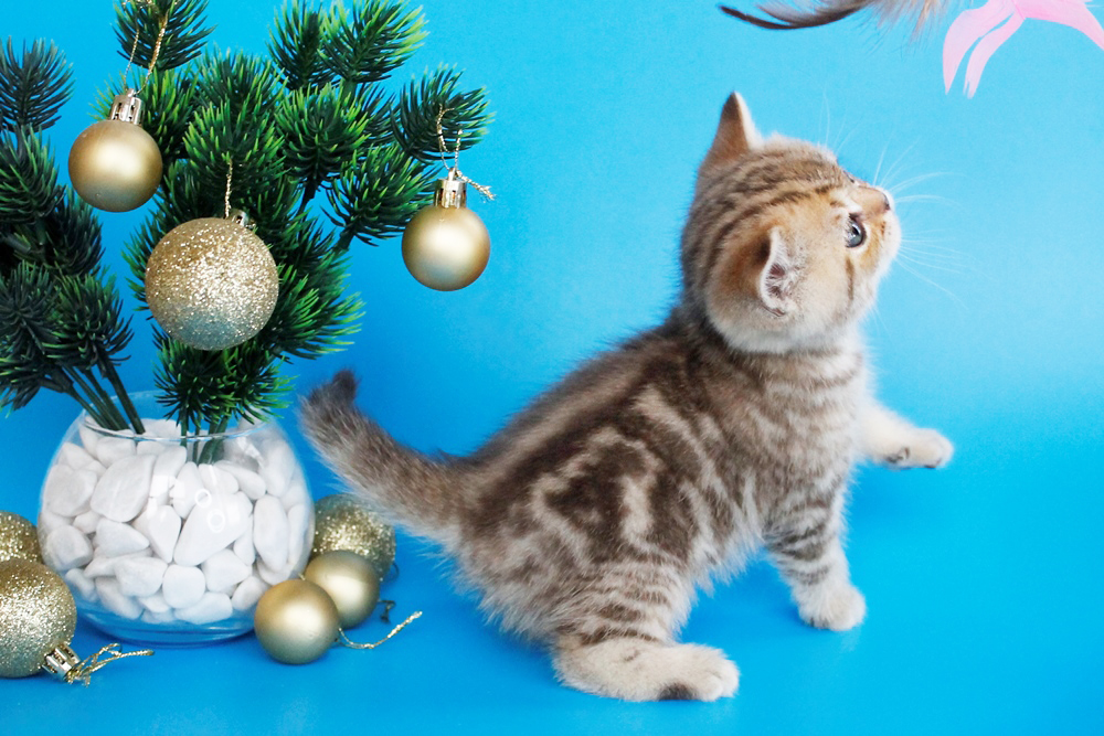 Британский котенок, шоколадный мраморный окрас, девочка, помет от 4.11.2025 шоколадный мраморный британский котенок. британские котята табби, британские кошки табби, короткошерстная британская кошка серебристый табби, табби британец, британцы серебристый табби, британские коты табби, британский кот мраморный, мраморный британец, мраморный окрас британских котят, британский кот мраморного окраса, мраморный окрас британской кошки, британец мраморного окраса, котята британцы мраморный окрас, мраморный окрас британских котят, черный мраморный британец, британская мраморная кошка характер, британский кот мраморного окраса, британец черный мрамор