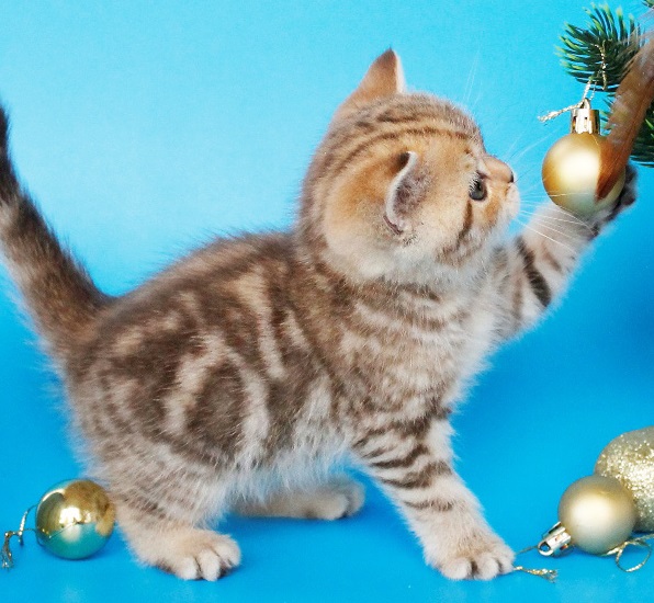 купить британского котенка, купить британца, британский кот мраморный, мраморный британец, мраморный окрас британских котят, британский кот мраморного окраса, мраморный окрас британской кошки, британец мраморного окраса, котята британцы мраморный окрас, мраморный окрас британских котят, серебристый мраморный британец, британская мраморная кошка характер, британский кот мраморного окраса, британец голубой мрамор, британец черный мрамор на серебре, красный мраморный британец, британская мраморная кошка, мраморный окрас британской кошки, британские кошки черный мрамор, мраморная британская короткошерстная кошка, британские кошки мрамор на серебре, британский кот черный мрамор