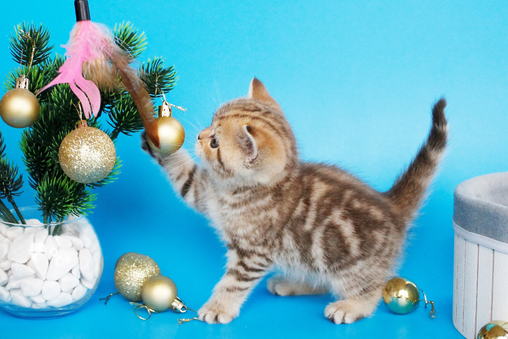 Британский котенок, шоколадный мраморный окрас, девочка, помет от 4.11.2025 купить британского котенка, купить британца, британский кот мраморный, мраморный британец, мраморный окрас британских котят, британский кот мраморного окраса, мраморный окрас британской кошки, британец мраморного окраса, котята британцы мраморный окрас, мраморный окрас британских котят, серебристый мраморный британец, британская мраморная кошка характер, британский кот мраморного окраса, британец голубой мрамор, британский короткошерстный котенок цвета корицы, британские котята цвета корицы, британский короткошерстный котенок цвета корицы, шоколадные британцы фото, британские кошки шоколадного окраса фото, британские шоколадные котята фото, британские кошки шоколадный окрас, шоколадный британец, британская шоколадная кошка фото, британский шоколадный кот фото, купить британского котенка шоколадного окраса, котенок британец шоколадный