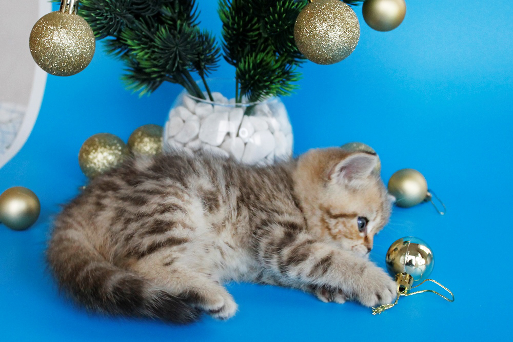 Британский котенок, шоколадный мраморный окрас, девочка, помет от 4.11.2025 шоколадный мраморный британский котенок. британские котята табби, британские кошки табби, короткошерстная британская кошка серебристый табби, табби британец, британцы серебристый табби, британские коты табби, британский кот мраморный, мраморный британец, мраморный окрас британских котят, британский кот мраморного окраса, мраморный окрас британской кошки, британец мраморного окраса, котята британцы мраморный окрас, мраморный окрас британских котят, черный мраморный британец, британская мраморная кошка характер, британский кот мраморного окраса, британец черный мрамор