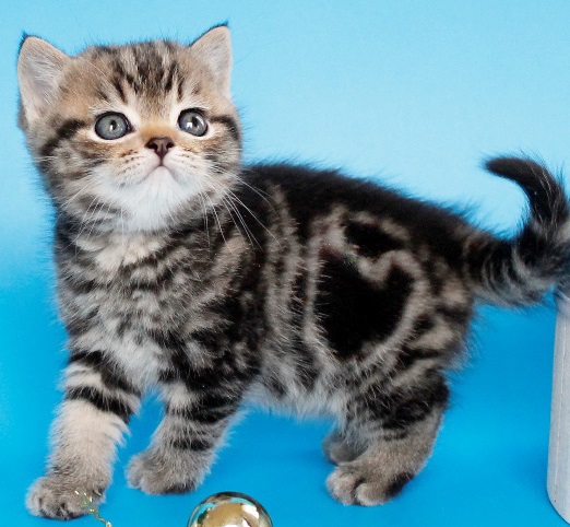 купить британского котенка, купить британца, британский кот мраморный, мраморный британец, мраморный окрас британских котят, британский кот мраморного окраса, мраморный окрас британской кошки, британец мраморного окраса, котята британцы мраморный окрас, мраморный окрас британских котят, серебристый мраморный британец, британская мраморная кошка характер, британский кот мраморного окраса, британец голубой мрамор, британец черный мрамор на серебре, красный мраморный британец, британская мраморная кошка, мраморный окрас британской кошки, британские кошки черный мрамор, мраморная британская короткошерстная кошка, британские кошки мрамор на серебре, британский кот черный мрамор