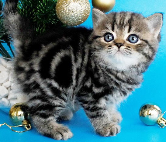 купить британского котенка, купить британца, британский кот мраморный, мраморный британец, мраморный окрас британских котят, британский кот мраморного окраса, мраморный окрас британской кошки, британец мраморного окраса, котята британцы мраморный окрас, мраморный окрас британских котят, серебристый мраморный британец, британская мраморная кошка характер, британский кот мраморного окраса, британец голубой мрамор, британец черный мрамор на серебре, красный мраморный британец, британская мраморная кошка, мраморный окрас британской кошки, британские кошки черный мрамор, мраморная британская короткошерстная кошка, британские кошки мрамор на серебре, британский кот черный мрамор