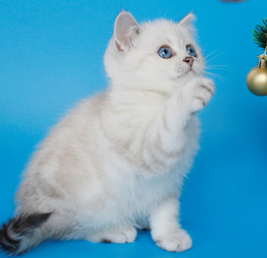 купить британского котенка, купить британца, британский кот мраморный, мраморный британец, мраморный окрас британских котят, британский кот мраморного окраса, мраморный окрас британской кошки, британец мраморного окраса, котята британцы мраморный окрас, мраморный окрас британских котят, серебристый мраморный британец, британская мраморная кошка характер, британский кот мраморного окраса, британец голубой мрамор, британец черный мрамор на серебре, красный мраморный британец, британская мраморная кошка, мраморный окрас британской кошки, британские кошки черный мрамор, мраморная британская короткошерстная кошка, британские кошки мрамор на серебре, британский кот черный мрамор