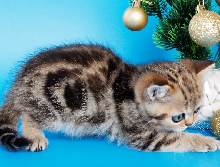 купить британского котенка, купить британца, британский кот мраморный, мраморный британец, мраморный окрас британских котят, британский кот мраморного окраса, мраморный окрас британской кошки, британец мраморного окраса, котята британцы мраморный окрас, мраморный окрас британских котят, серебристый мраморный британец, британская мраморная кошка характер, британский кот мраморного окраса, британец голубой мрамор, британец черный мрамор на серебре, красный мраморный британец, британская мраморная кошка, мраморный окрас британской кошки, британские кошки черный мрамор, мраморная британская короткошерстная кошка, британские кошки мрамор на серебре, британский кот черный мрамор