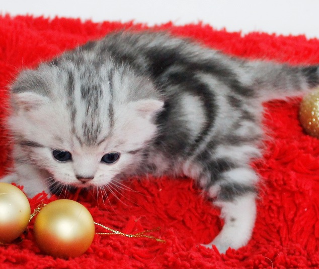 купить британского котенка, купить британца, британский кот мраморный, мраморный британец, мраморный окрас британских котят, британский кот мраморного окраса, мраморный окрас британской кошки, британец мраморного окраса, котята британцы мраморный окрас, мраморный окрас британских котят, серебристый мраморный британец, британская мраморная кошка характер, британский кот мраморного окраса, британец голубой мрамор, британец черный мрамор на серебре, красный мраморный британец, британская мраморная кошка, мраморный окрас британской кошки, британские кошки черный мрамор, мраморная британская короткошерстная кошка, британские кошки мрамор на серебре, британский кот черный мрамор