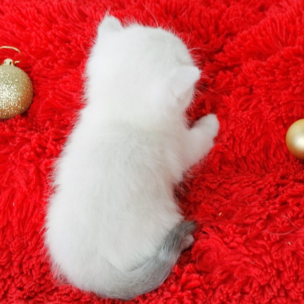 купить британского котенка, купить британца, британский кот мраморный, мраморный британец, мраморный окрас британских котят, британский кот мраморного окраса, мраморный окрас британской кошки, британец мраморного окраса, котята британцы мраморный окрас, мраморный окрас британских котят, серебристый мраморный британец, британская мраморная кошка характер, британский кот мраморного окраса, британец голубой мрамор, британец черный мрамор на серебре, красный мраморный британец, британская мраморная кошка, мраморный окрас британской кошки, британские кошки черный мрамор, мраморная британская короткошерстная кошка, британские кошки мрамор на серебре, британский кот черный мрамор