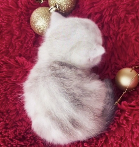 купить британского котенка, купить британца, британский кот мраморный, мраморный британец, мраморный окрас британских котят, британский кот мраморного окраса, мраморный окрас британской кошки, британец мраморного окраса, котята британцы мраморный окрас, мраморный окрас британских котят, серебристый мраморный британец, британская мраморная кошка характер, британский кот мраморного окраса, британец голубой мрамор, британец черный мрамор на серебре, красный мраморный британец, британская мраморная кошка, мраморный окрас британской кошки, британские кошки черный мрамор, мраморная британская короткошерстная кошка, британские кошки мрамор на серебре, британский кот черный мрамор