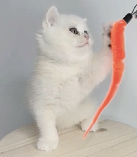 Купить британского котенка серебристая шиншилла в Минске в питомнике купить британского котенка, купить британца, серебристый британец фото, серебристые британцы, британские серебристые котята, затушеванный британец, серебристый затушеванный британец, кошки британские серебристые, британская короткошерстная окраса серебро, британцы серебристая шиншилла, котята британские серебристые шиншиллы, британский кот серебристая шиншилла, британские кошки серебристая шиншилла, британская окрас серебристая шиншилла, затушеванный британец, серебристый затушеванный британец, кошки британские серебристые, британская короткошерстная окраса серебро, британская кошка тикированная, тикированный британец